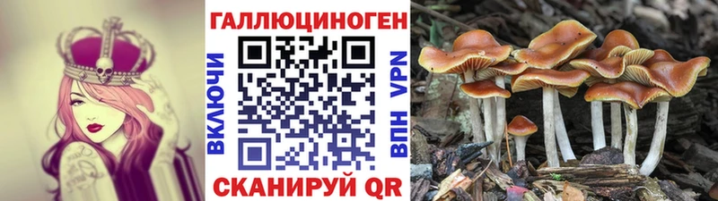 Псилоцибиновые грибы Psilocybe  Духовщина 
